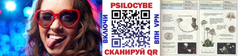 наркотики  Рошаль  Псилоцибиновые грибы Psilocybine cubensis 